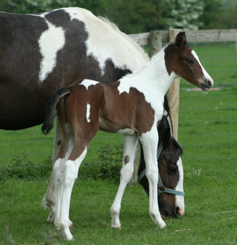 kez.foal