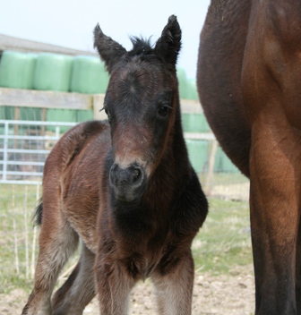 ruby.foal